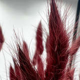 Bunch Dried Bunny Tails Grass-20-24"  apx 1 oz