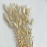 Bunch Dried Bunny Tails Grass-20-24"  apx 1 oz