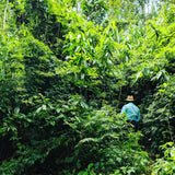 Cardamom Extract