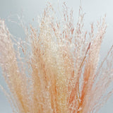 Dried Preserved Buddha Dust Bouquets 21" Multiple Colors