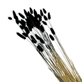 Bunch Dried Bunny Tails Grass-20-24"  apx 1 oz