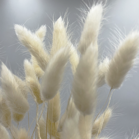 Bunch Dried Bunny Tails Grass-20-24"  apx 1 oz