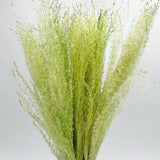 Dried Preserved Buddha Dust Bouquets 21" Multiple Colors