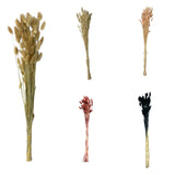 Bunch Dried Bunny Tails Grass-20-24"  apx 1 oz