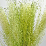 Dried Preserved Buddha Dust Bouquets 21" Multiple Colors