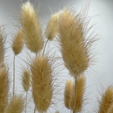 Bunch Dried Bunny Tails Grass-20-24"  apx 1 oz