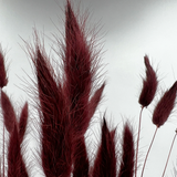 Bunch Dried Bunny Tails Grass-20-24"  apx 1 oz