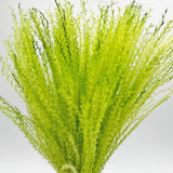 Dried Preserved Buddha Dust Bouquets 21" Multiple Colors