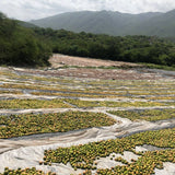 Ground Black Lime (Persian lime, Omani lime) - Single Origin