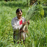 Drumstick Lemongrass - Single Origin Spice & Seasoning