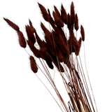 Bunch Dried Bunny Tails Grass-20-24"  apx 1 oz