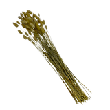 Bunch Dried Bunny Tails Grass-20-24"  apx 1 oz