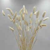Bunch Dried Bunny Tails Grass-20-24"  apx 1 oz