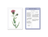 New York Botanical Garden Wildflower Identification Flashcards:  100 Common Wildflowers of North America
