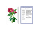 New York Botanical Garden Wildflower Identification Flashcards:  100 Common Wildflowers of North America