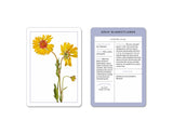 New York Botanical Garden Wildflower Identification Flashcards:  100 Common Wildflowers of North America