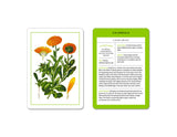 New York Botanical Garden Herb Identification Flashcards:  100 Common Herbs of North America