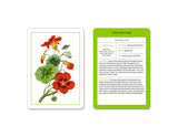 New York Botanical Garden Herb Identification Flashcards:  100 Common Herbs of North America