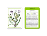 New York Botanical Garden Herb Identification Flashcards:  100 Common Herbs of North America