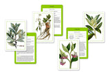 New York Botanical Garden Herb Identification Flashcards:  100 Common Herbs of North America