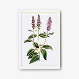 New York Botanical Garden Herb Identification Flashcards:  100 Common Herbs of North America