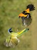 Paint by Sticker: Birds : Create 12 Stunning Images One Sticker at a Time!