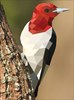 Paint by Sticker: Birds : Create 12 Stunning Images One Sticker at a Time!