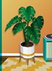 Paint by Sticker: Plants and Flowers : Create 12 Stunning Images One Sticker at a Time!