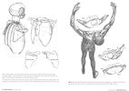 Morpho : Anatomy for Artists