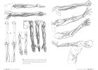 Morpho : Anatomy for Artists