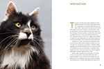 Rescue Cats : Portraits and Stories