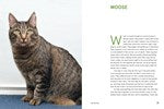 Rescue Cats : Portraits and Stories