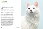 Rescue Cats : Portraits and Stories