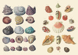 The Curious Collections Sticker Book