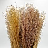 Dried Preserved Buddha Dust Bouquets 21" Multiple Colors