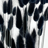 Bunch Dried Bunny Tails Grass-20-24"  apx 1 oz