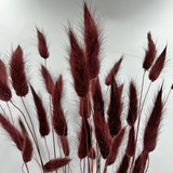 Bunch Dried Bunny Tails Grass-20-24"  apx 1 oz