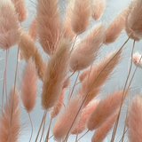 Bunch Dried Bunny Tails Grass-20-24"  apx 1 oz