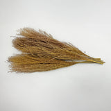 Dried Preserved Buddha Dust Bouquets 21" Multiple Colors