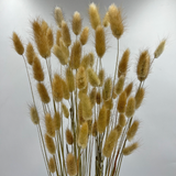Bunch Dried Bunny Tails Grass-20-24"  apx 1 oz