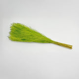 Dried Preserved Buddha Dust Bouquets 21" Multiple Colors