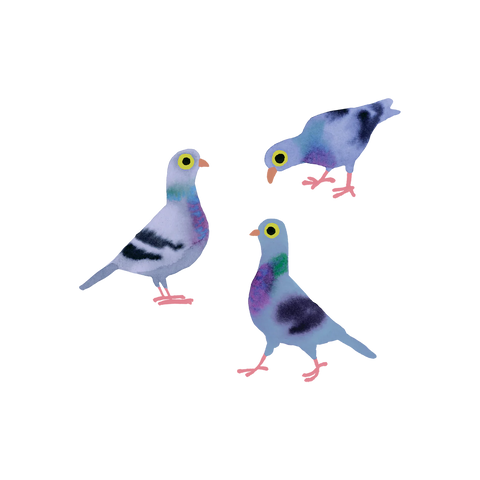 Temporary Tattoo Pigeons 2 Sheets